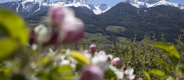 landschaft-apfelblüte-vinschgau-fb[3]