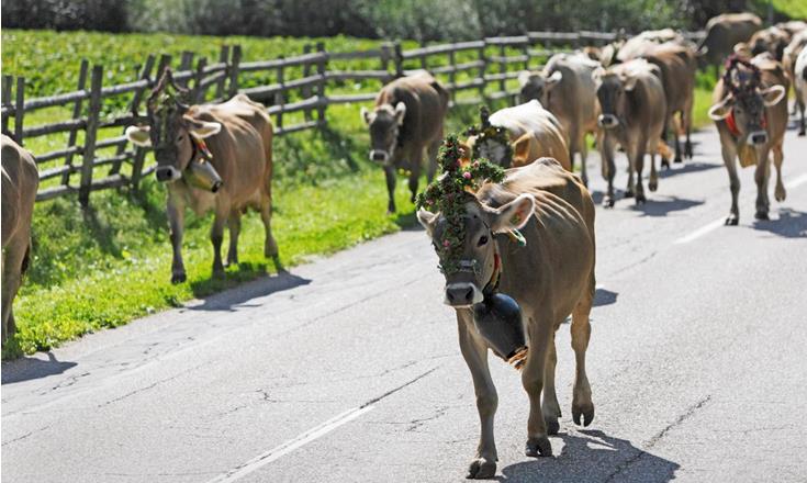 Kühe beim Almabtrieb