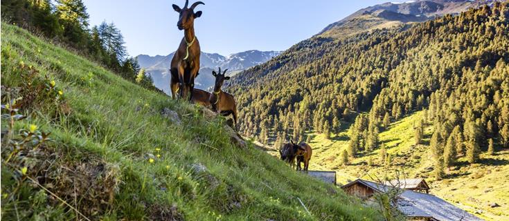 wandern-ziege-schlandrauntal-vinschgau-fb