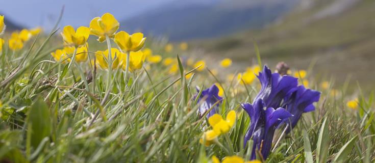 A meadow