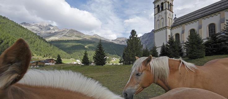 freizeit-pferde-vinschgau-fb