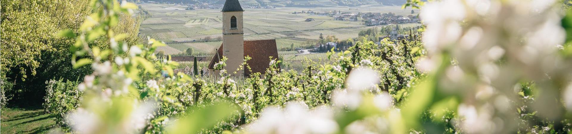 Frühling_Kapelle_Blühte_(C)_Benjamin Pfitscher