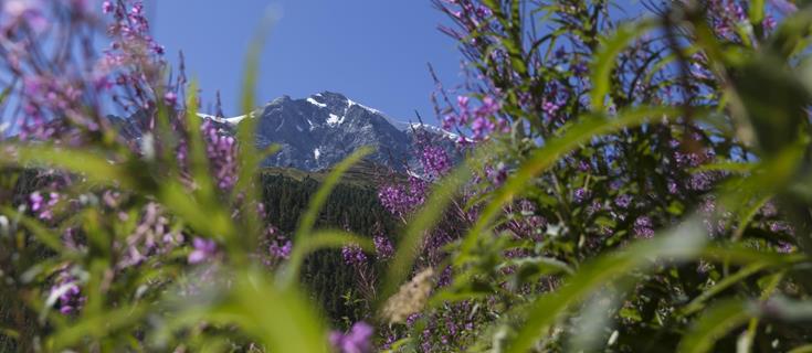 landschaft-blumenwiese-Vinschgau-fb[3]