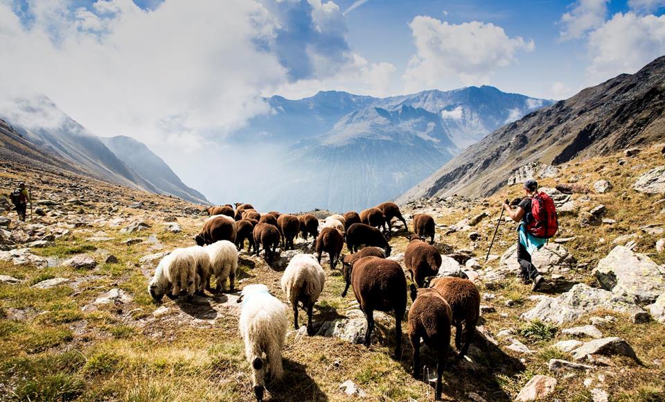 tv-schnalstal-at-val-senales-gudrun-muschalla-transhumanz