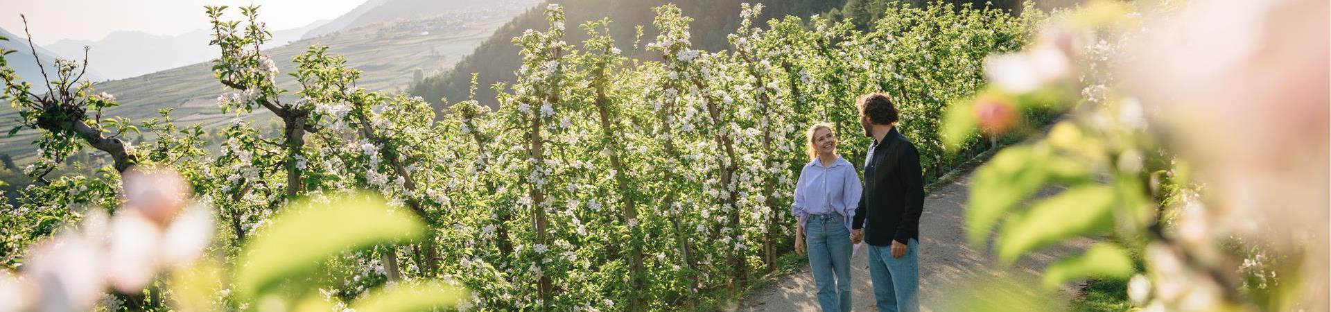 Frühling_Spatziergang_Apfelblüte_(C)_Benjamin Pfitscher